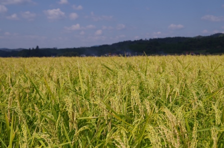 山口県の日本酒　純米大吟醸つるの里米かほり鶴