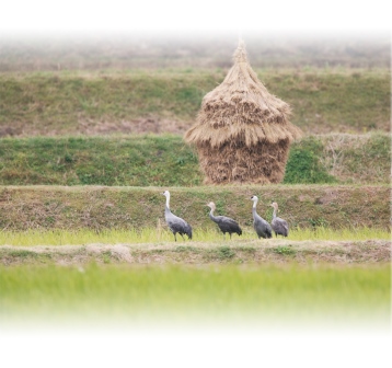 山口県の日本酒　純米大吟醸つるの里米かほり鶴